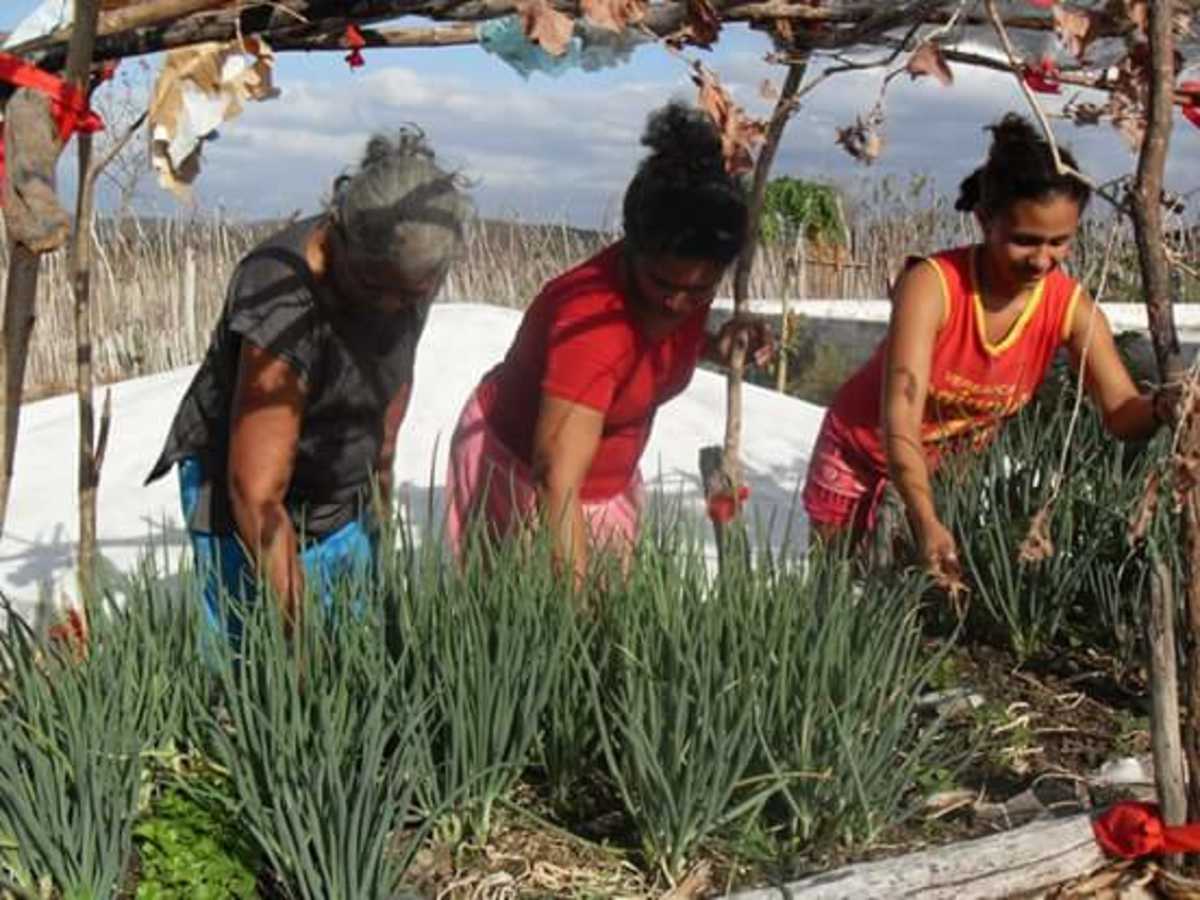 Interior do Ceará: três mulheres observam e manejam verduras com uma cisterna de placa ao fundo