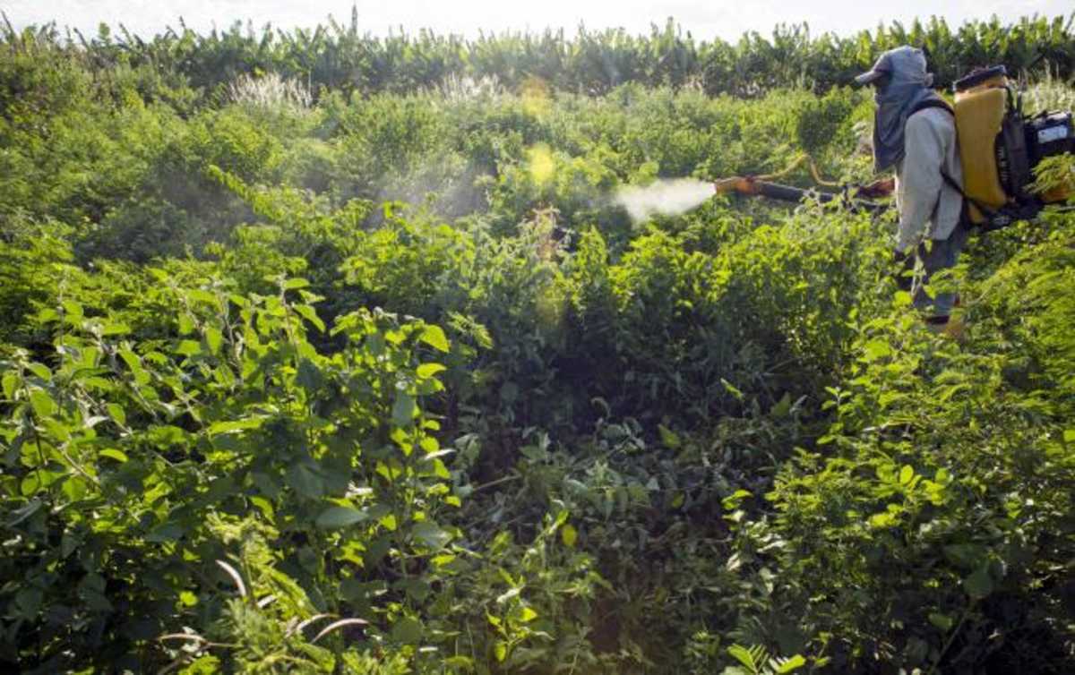 Agricultor pulveriza agrotóxico em plantação em Limoeiro do Norte