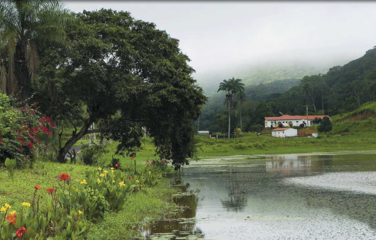 Reservatório de água cercado por árvores, pequenas plantas e flores e com residências ao fundo