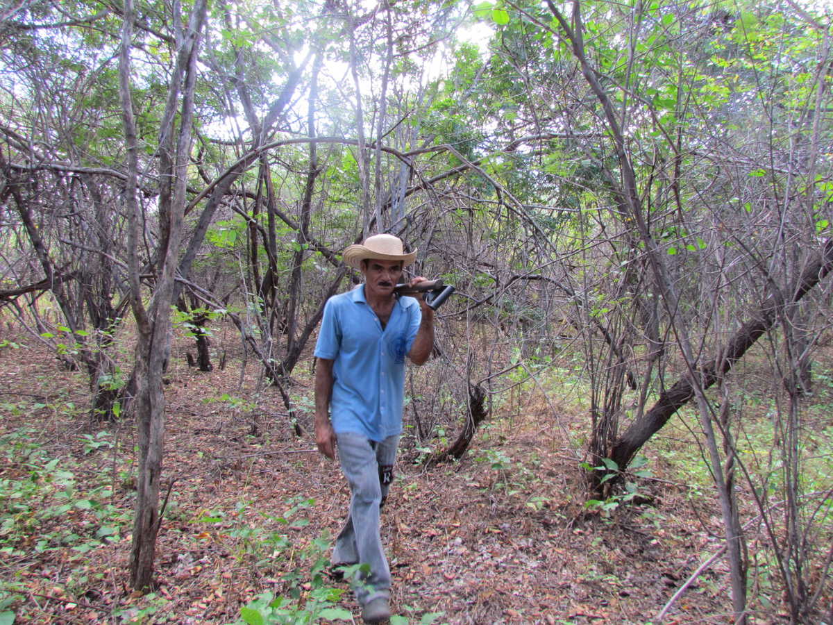 Agricultor caminha entre a vegetação ainda um tanto seca do sertão