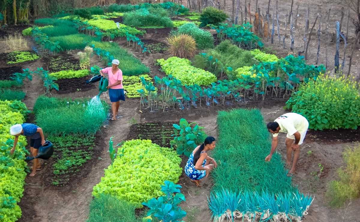 Pessoas trabalhando na agricultura